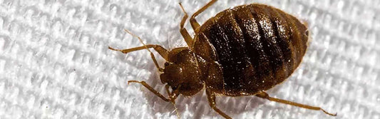 Everything You Need To Know About Bedbugs