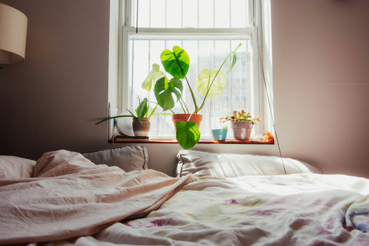 Bedroom Plants That Help You Sleep Better